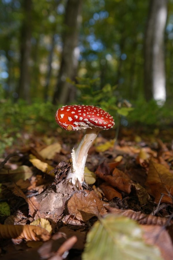 绘图工具图层管理面板特写，十二个图层依次堆叠，其中线稿层被锁定、上色层处于选中高亮状态